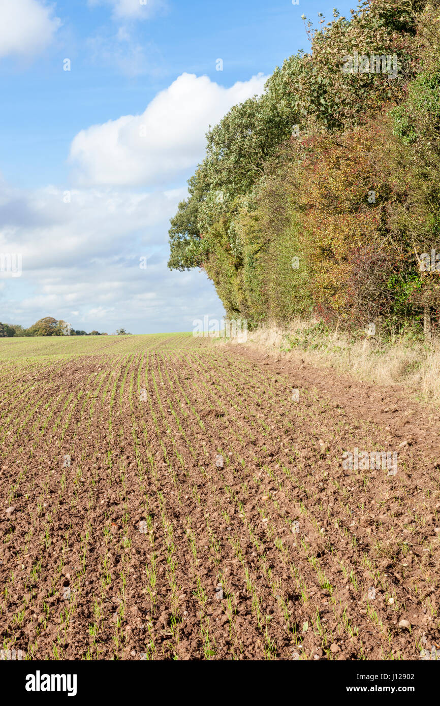 La nuova crescita mostra attraverso in un campo arato in corrispondenza del bordo di terreni agricoli e boschivi nel Nottinghamshire, England, Regno Unito Foto Stock