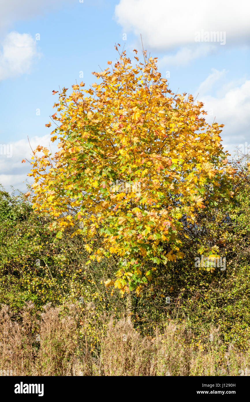 Norvegia Acero (Acer platanoides) in una siepe in autunno Nottinghamshire, England, Regno Unito Foto Stock