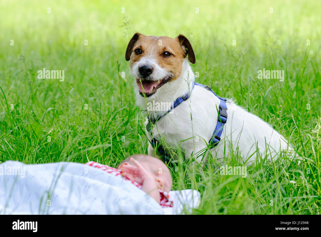 Cane guardia sleeping neonato Bambino su erba verde Foto Stock
