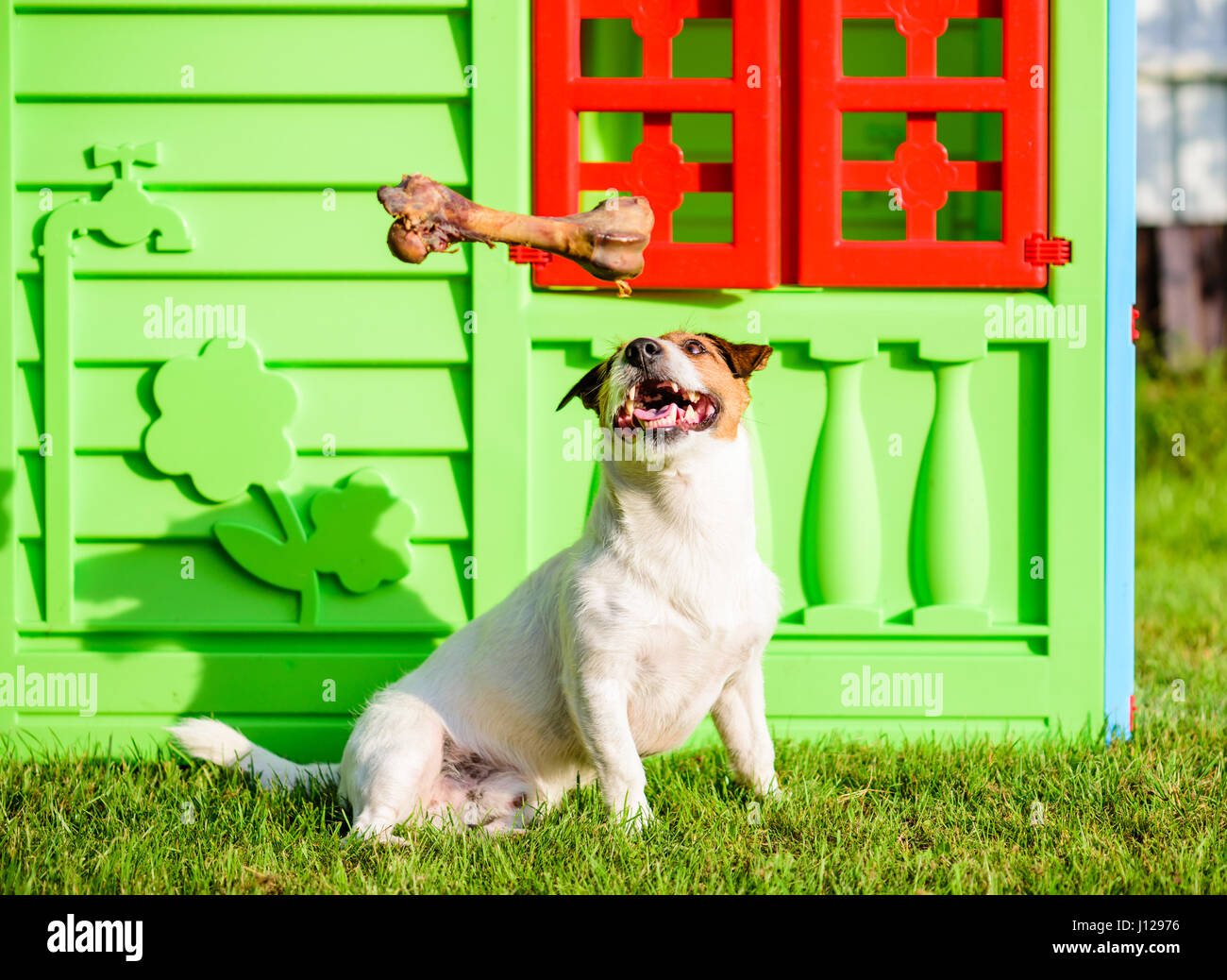 Cane sogna di trattare grandi ossa seduto vicino a casa Foto Stock