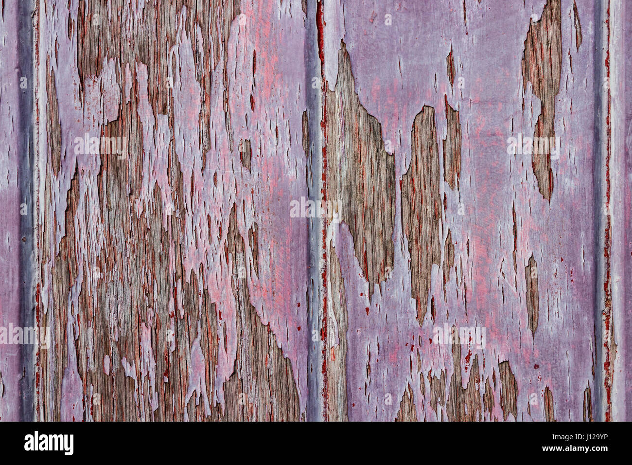 Close-up di vernice magenta, peeling di weathered superficie di legno. Foto Stock