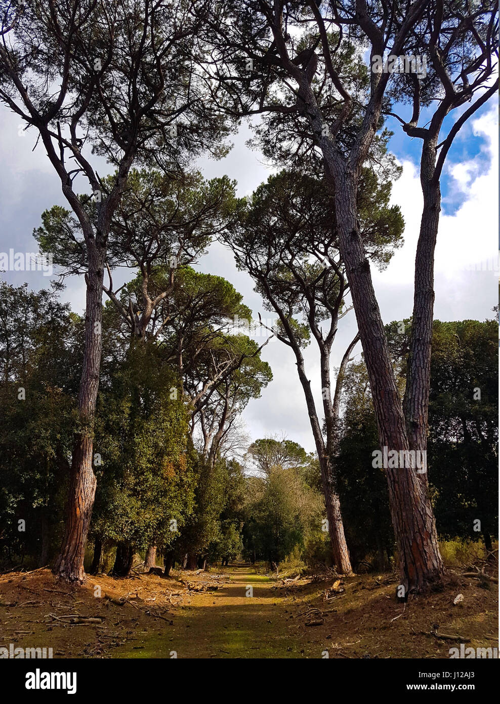 Una bella e sana in bicicletta nel parco, aria fresca, il silenzio, la pace, la natura Foto Stock