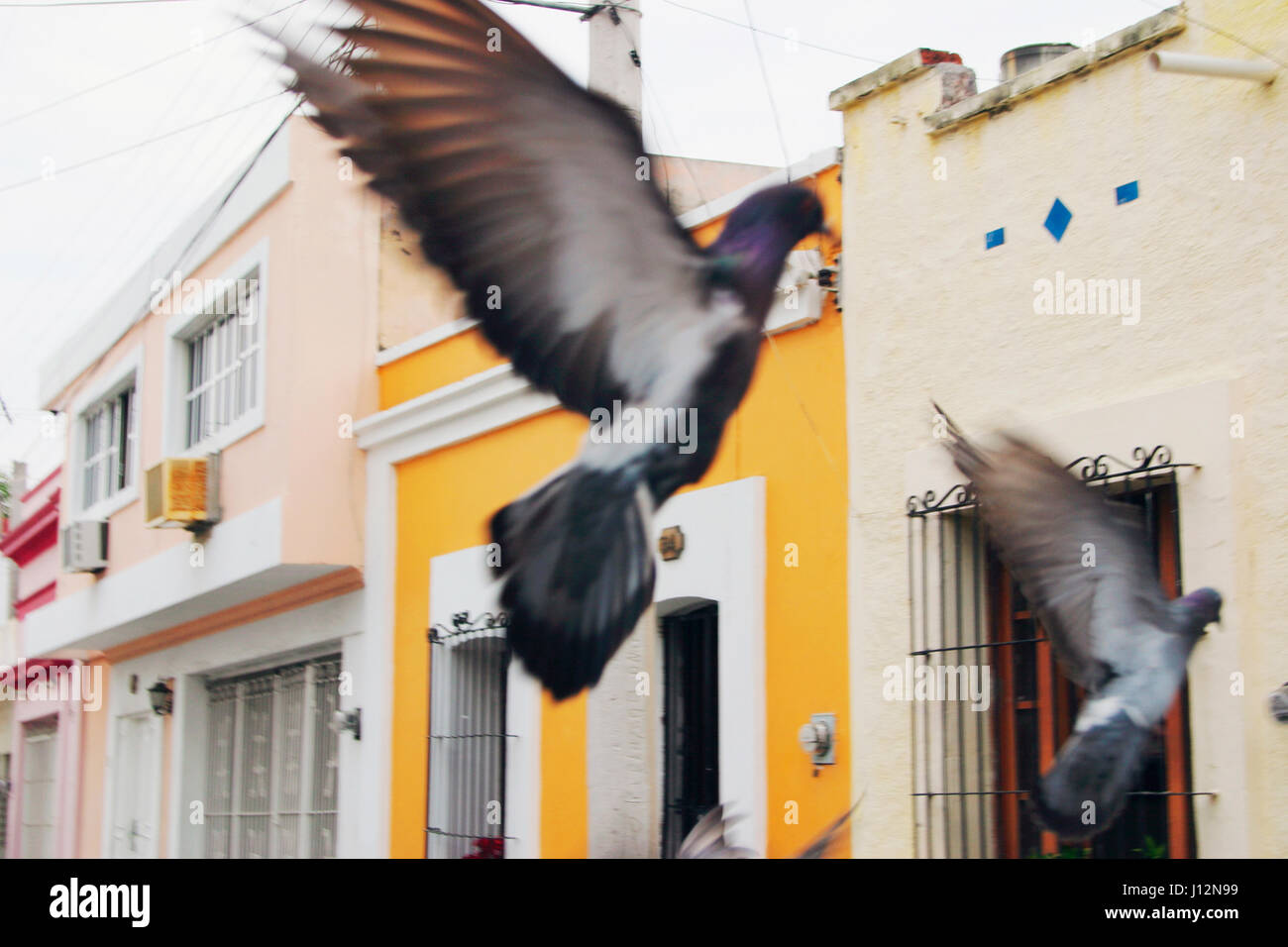Piccioni in volo Mazatlan, Sinalo. Messico Foto Stock