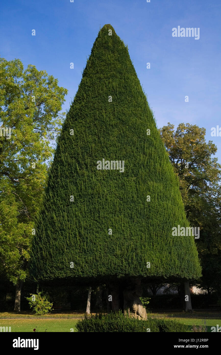 Rifilato, albero sempreverde nella residenza del vescovo giardino nella tarda estate di Wurzburg, Germania Foto Stock