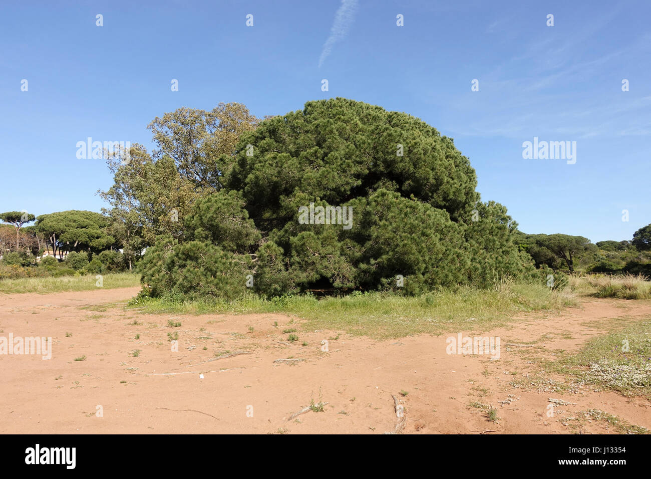 Spiaggia Artola Dunes, Cabopino, monumento naturale, Andalusia, Spagna. Foto Stock