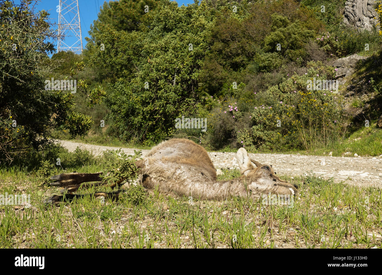 Un giovane iberico ibex, Spagnolo ibex, Spagnolo capra selvatica, o iberico stambecco (Capra pyrenaica) che giace morto lungo la strada. Andalusia, Spagna Foto Stock