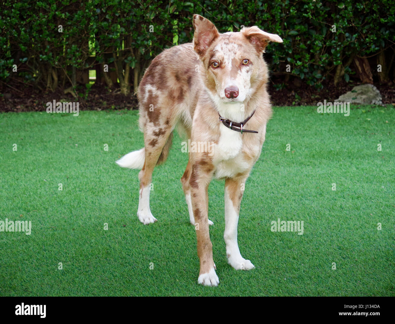 Red Merle Collie ritratto Foto Stock