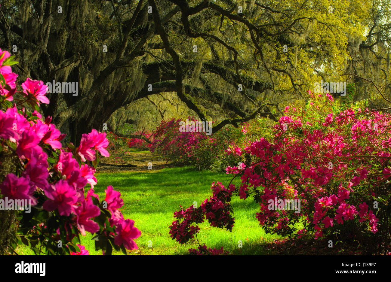 Vecchio Lecci rami grondanti di muschio Spagnolo curva sopra i giardini di Azalea sotto nella primavera in Carolina del Sud. Foto Stock