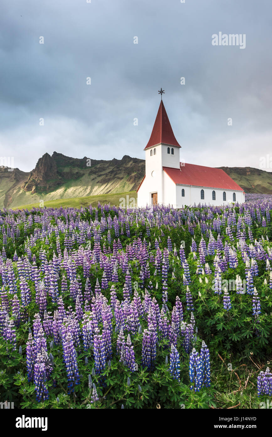 Myrdal Luterana Chiesa circondata da fiore Fiori di lupino, Vik, Islanda. Foto Stock