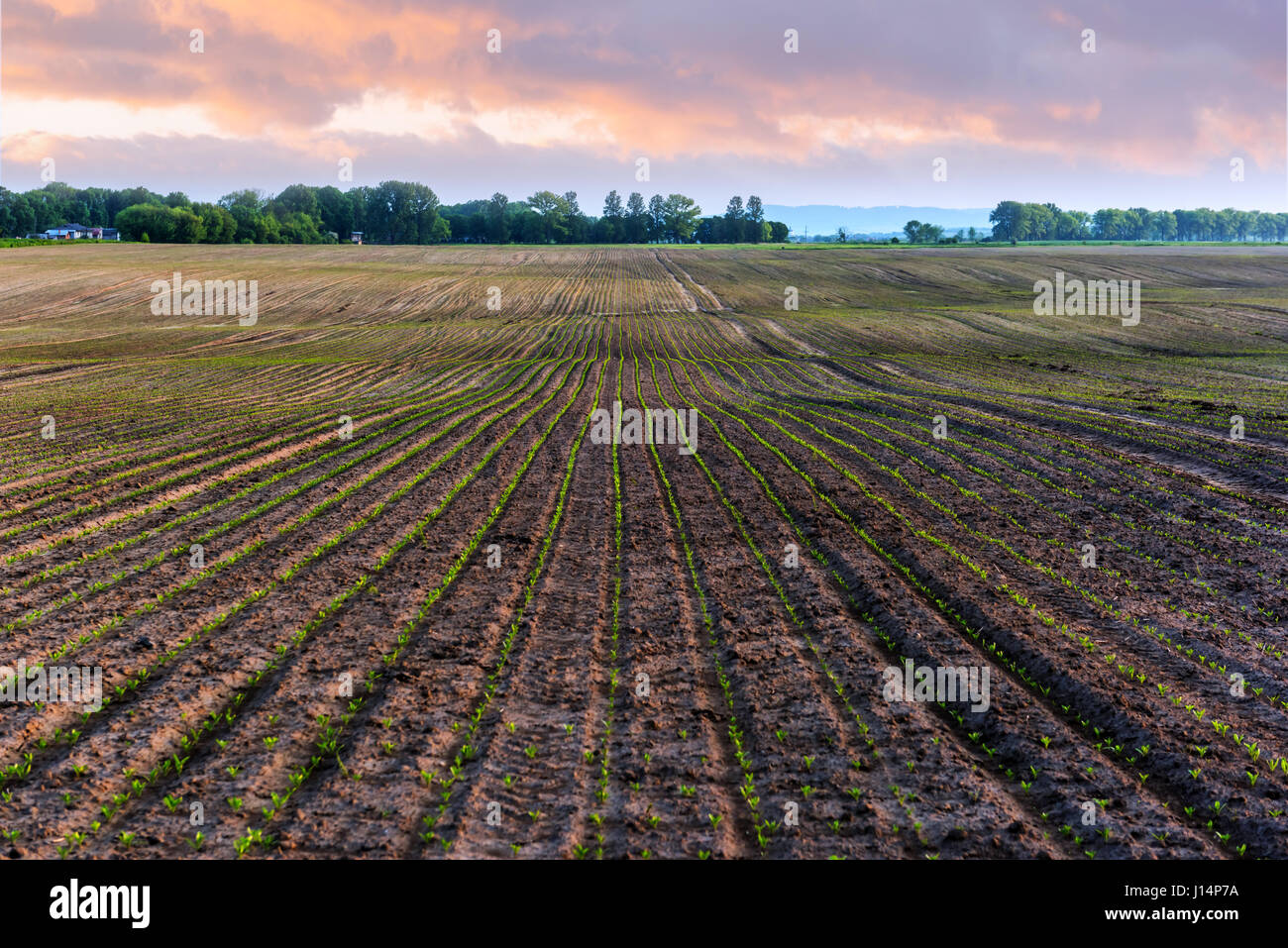 La barbabietola da zucchero e di campo tramonto Foto Stock