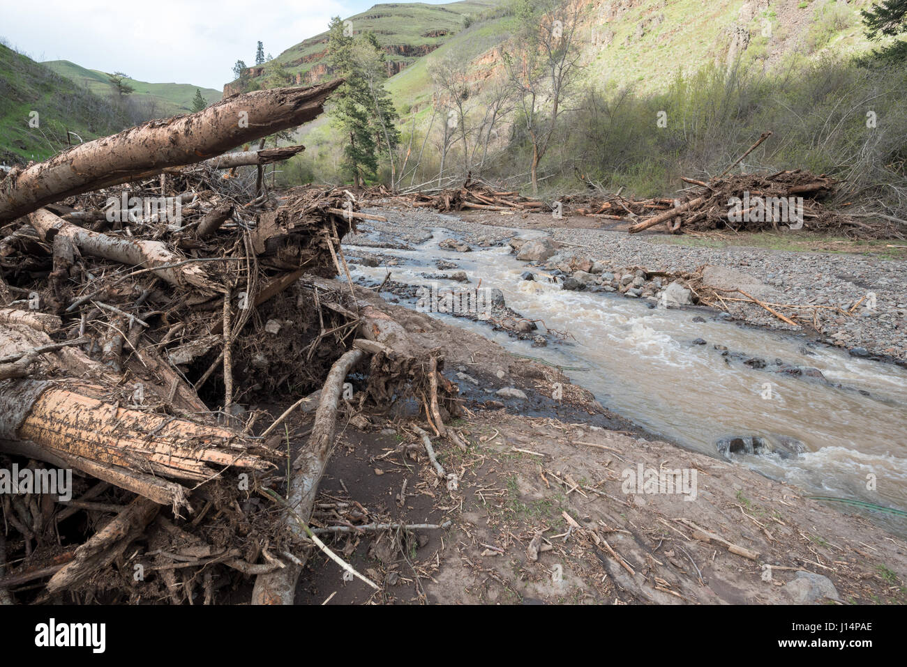 Inondazione detriti sulla Rattlesnake Creek nel sud-ovest di Washington. Il 13 aprile 2017 inondazione è stata causata dal crollo di una fattoria di monte pond. Foto Stock