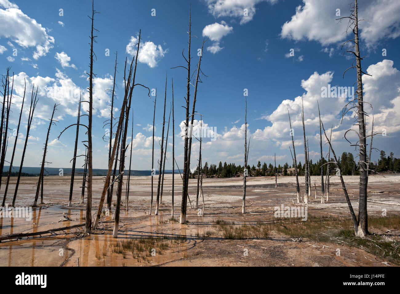 Gli alberi morti, Fontana vaso di vernice Area inferiore, Geyser Basin, il Parco Nazionale di Yellowstone, Wyoming USA Foto Stock