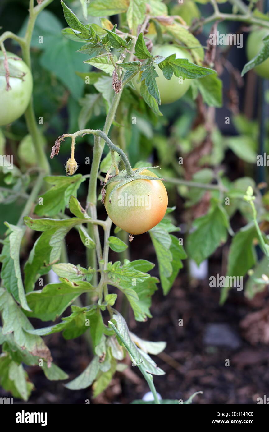 Freschi pomodori cresciuti in casa la maturazione Foto Stock