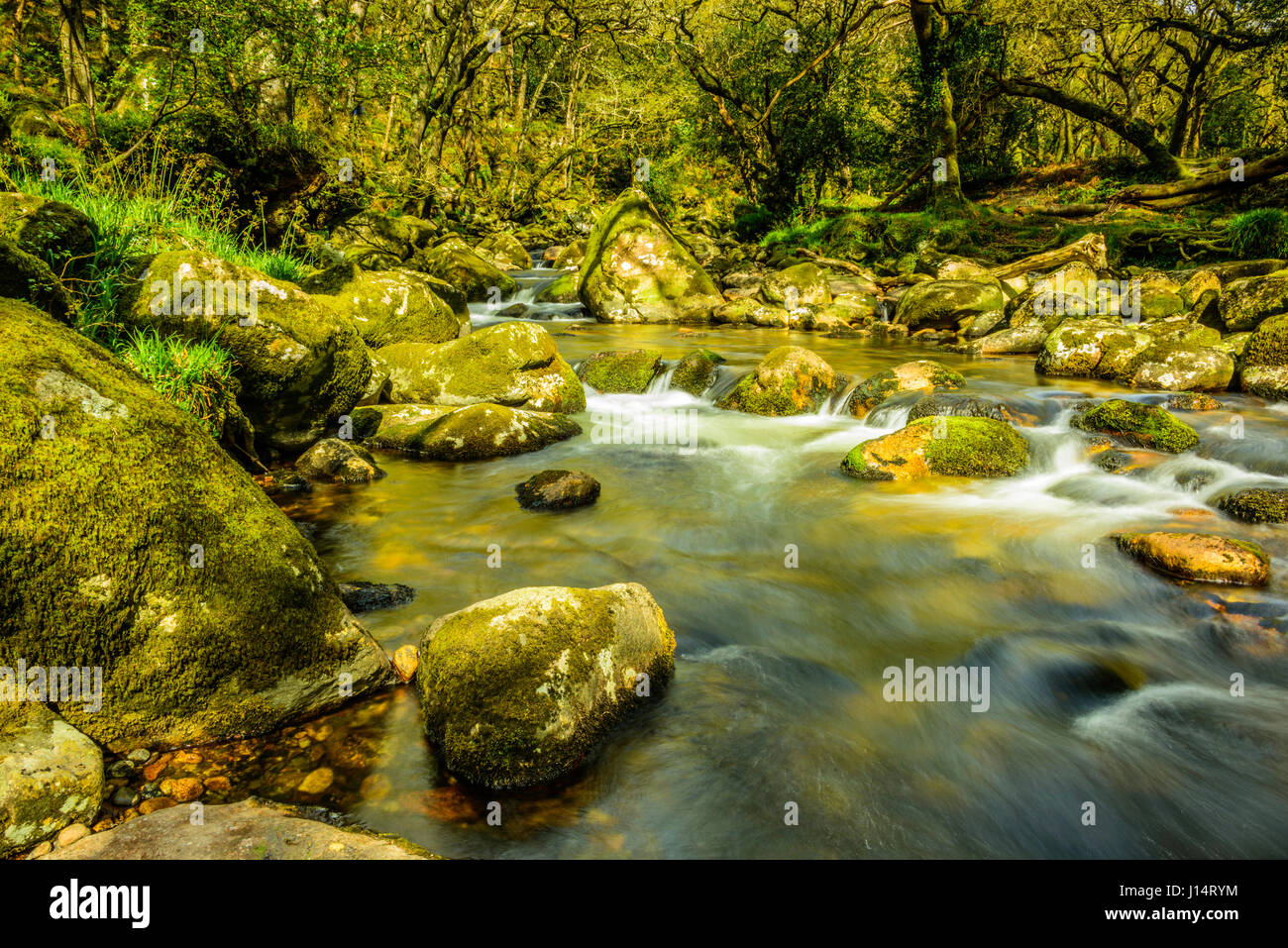 Viste lungo la parte superiore raggiunge il fiume Plym e River Meavy su Dartmoor Foto Stock