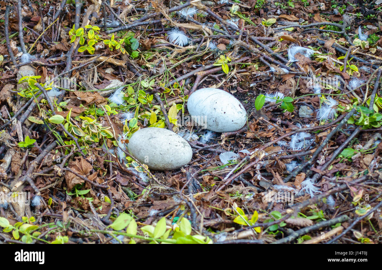 Primo piano di un cigno nido con due uova di cigno, piume e calugine. Foto Stock