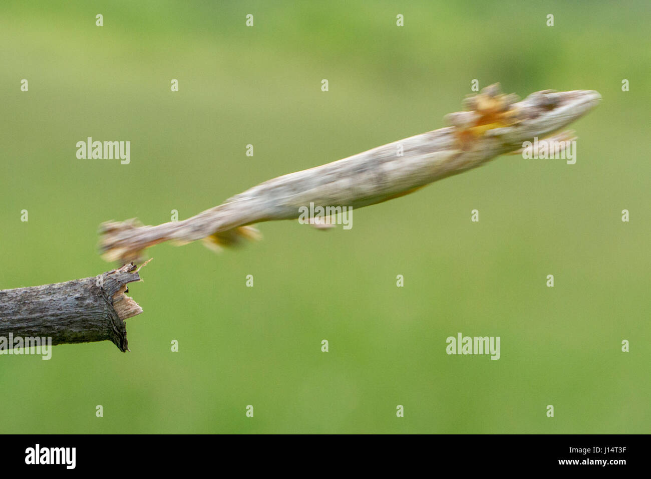 Samba, INDONESIA: un amicizia non ha mai guardato in modo strano come questo partenariato tra un geco e una libellula. Equilibrato sulla testa del rettile sorridente questa libellula non poteva essere più comoda come si prende una pausa dai caccia piccoli insetti nella sua foresta home. Local fotografo dilettante Hendy MP (25) ha preso le stravaganti foto da un giardino vicino alla sua casa in Samba, Indonesia. Foto Stock