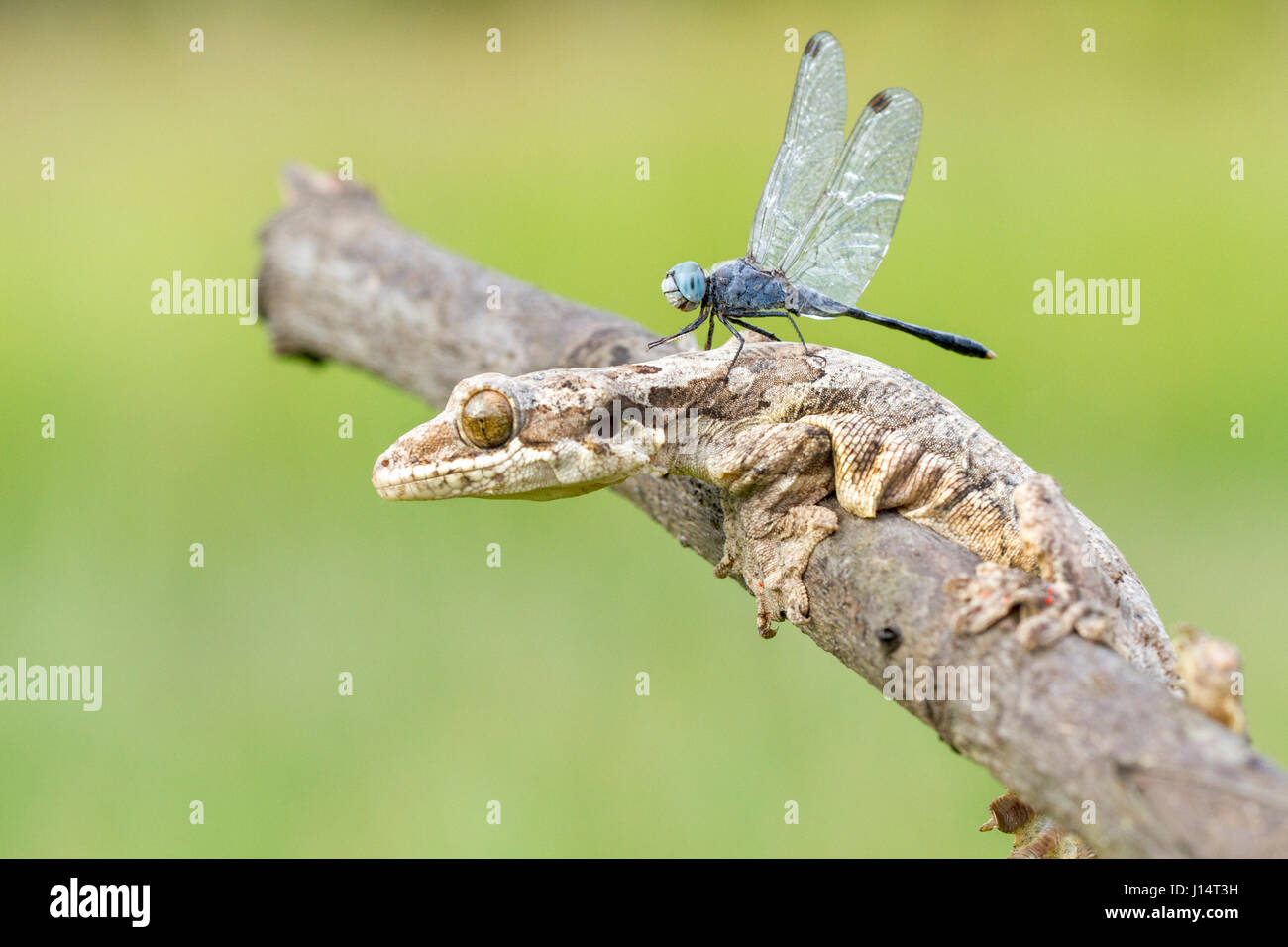 Samba, INDONESIA: un amicizia non ha mai guardato in modo strano come questo partenariato tra un geco e una libellula. Equilibrato sulla testa del rettile sorridente questa libellula non poteva essere più comoda come si prende una pausa dai caccia piccoli insetti nella sua foresta home. Local fotografo dilettante Hendy MP (25) ha preso le stravaganti foto da un giardino vicino alla sua casa in Samba, Indonesia. Foto Stock