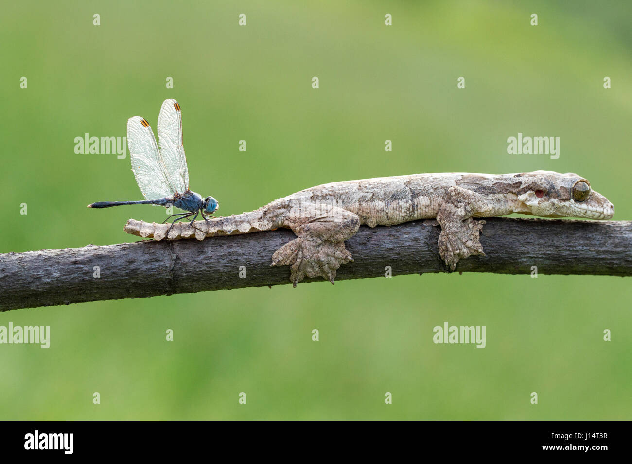 Samba, INDONESIA: un amicizia non ha mai guardato in modo strano come questo partenariato tra un geco e una libellula. Equilibrato sulla testa del rettile sorridente questa libellula non poteva essere più comoda come si prende una pausa dai caccia piccoli insetti nella sua foresta home. Local fotografo dilettante Hendy MP (25) ha preso le stravaganti foto da un giardino vicino alla sua casa in Samba, Indonesia. Foto Stock