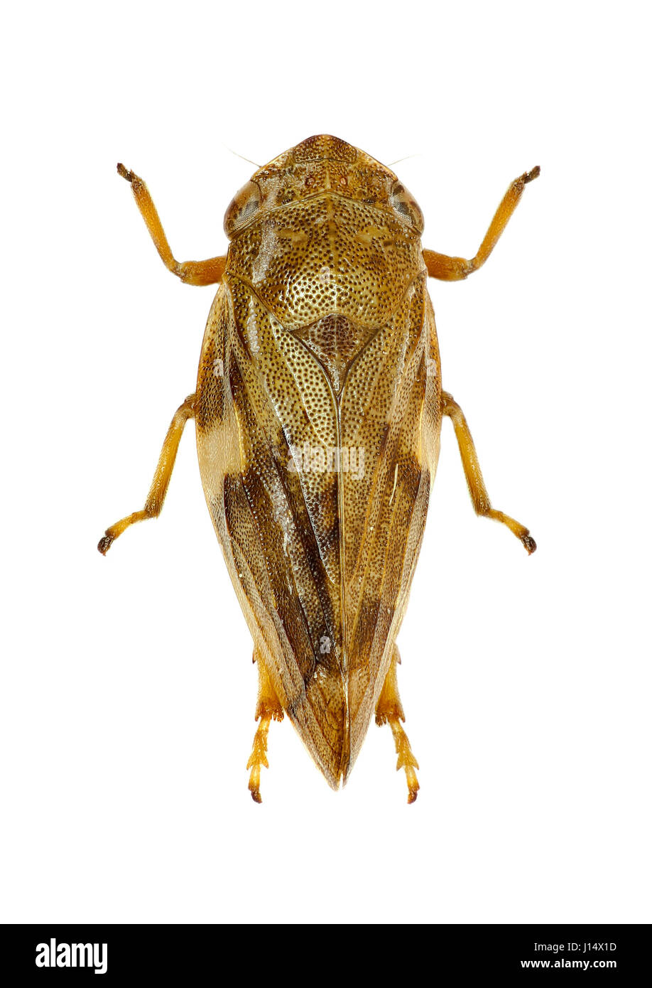 Prato Froghopper su sfondo bianco - Philaenus spumarius (Linnaeus, 1758) Foto Stock