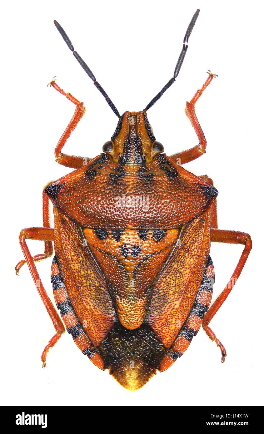 Scudo rosso bug su sfondo bianco - Carpocoris mediterraneus (Tamanini, 1959) Foto Stock