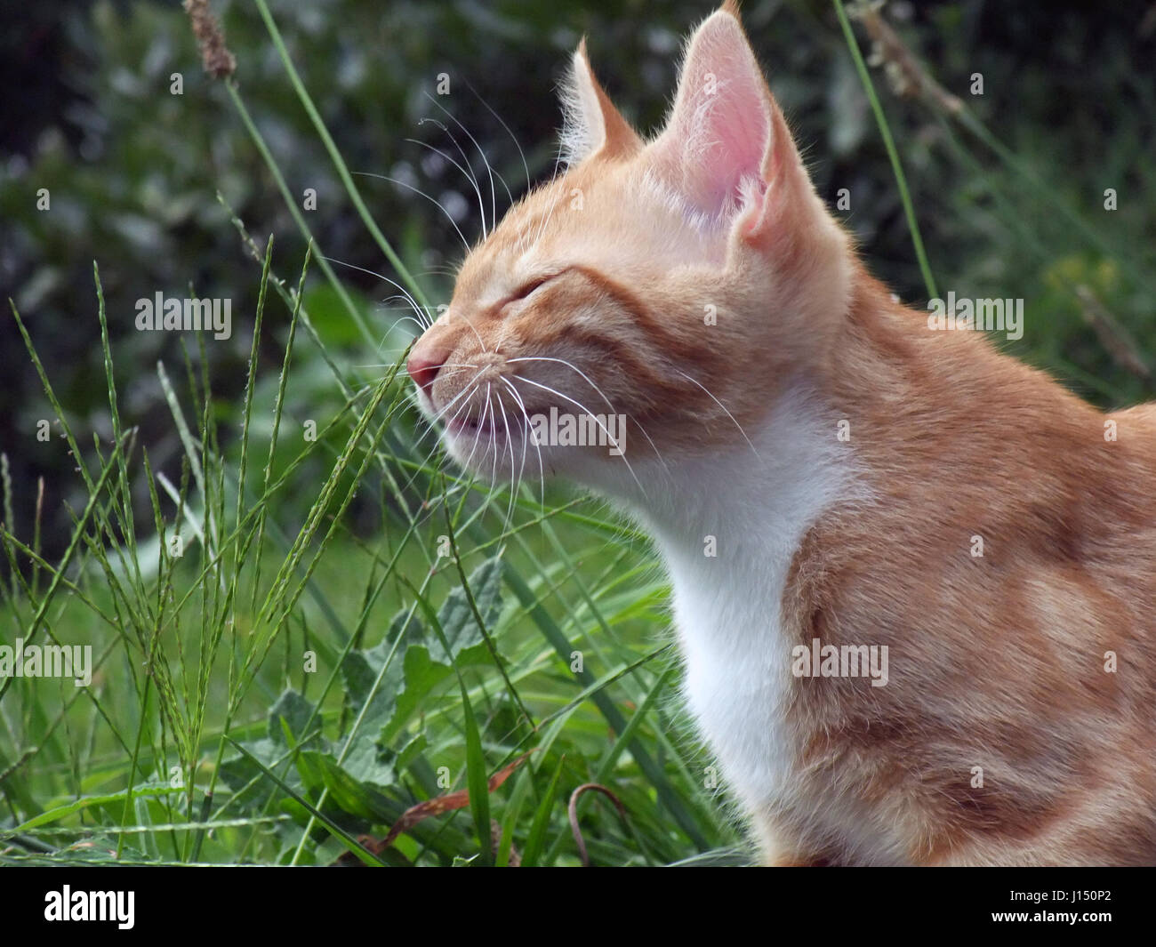 Starnuto di gatto immagini e fotografie stock ad alta risoluzione - Alamy