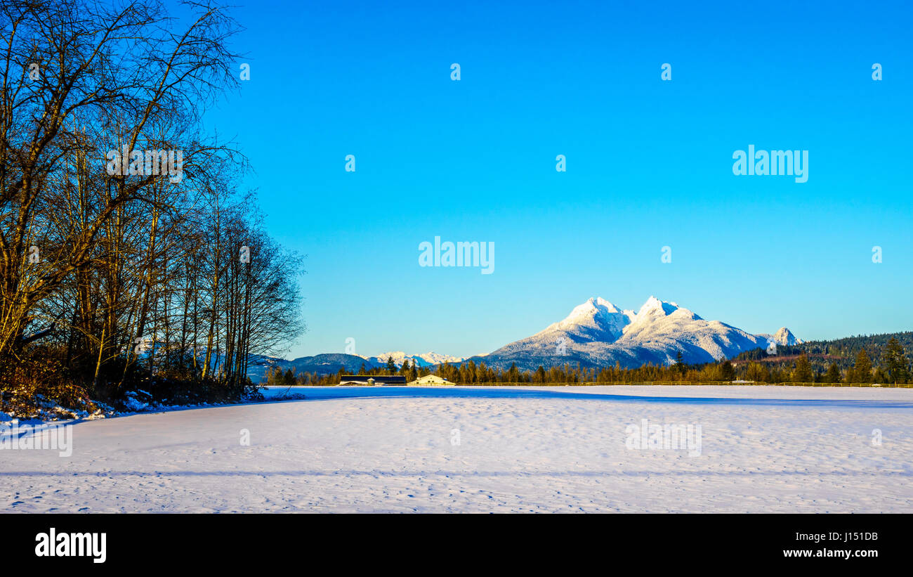 I picchi innevati delle spighe dorate in montagne costiere visto dal Fraser Valley, British Columbia, Canada Foto Stock