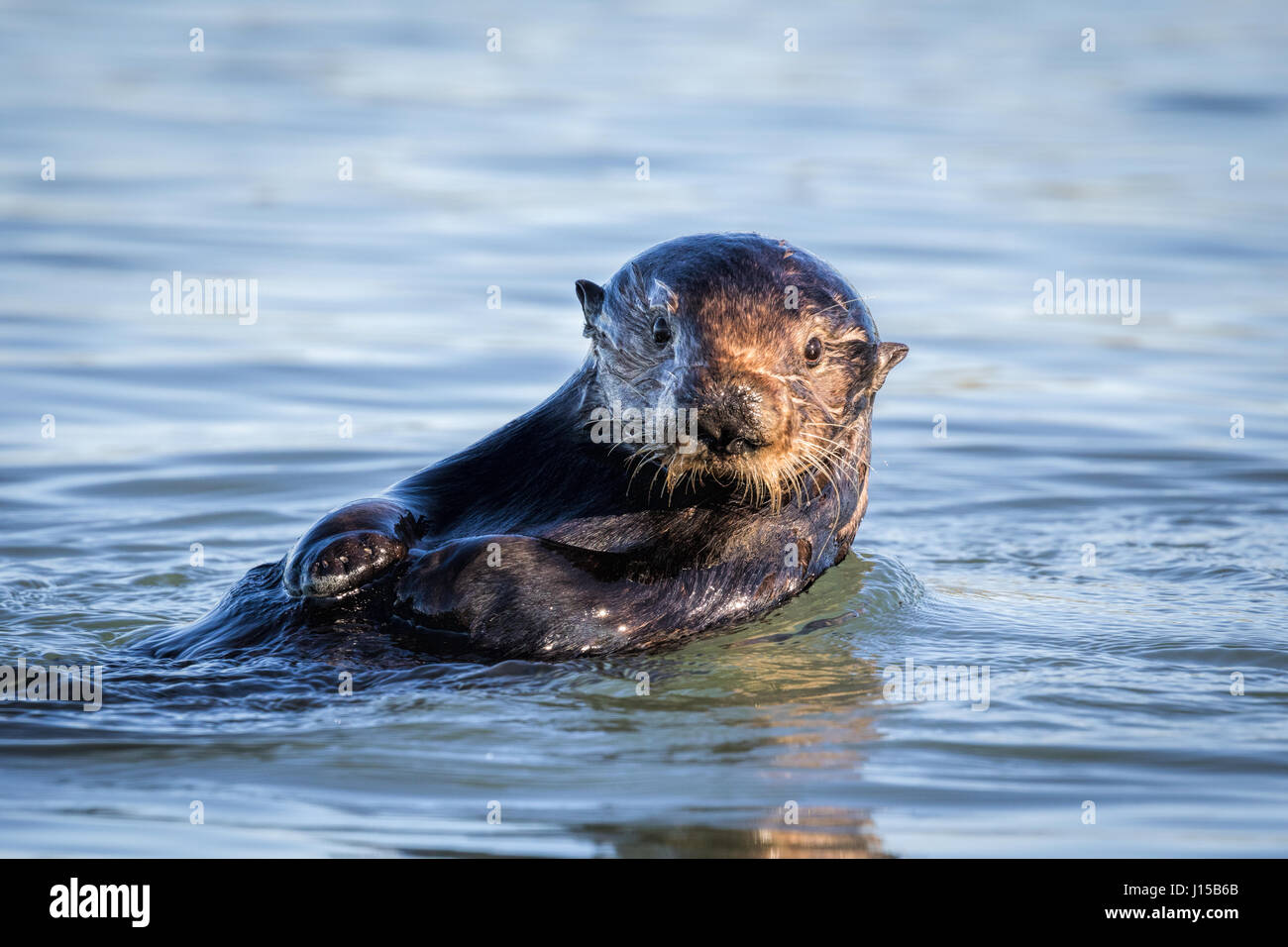 Quando si fotografano la lontra, è importante non avvicinarsi troppo da vicino. Molto spesso, l'animale la propria curiosità porterà loro abbastanza vicino. Foto Stock