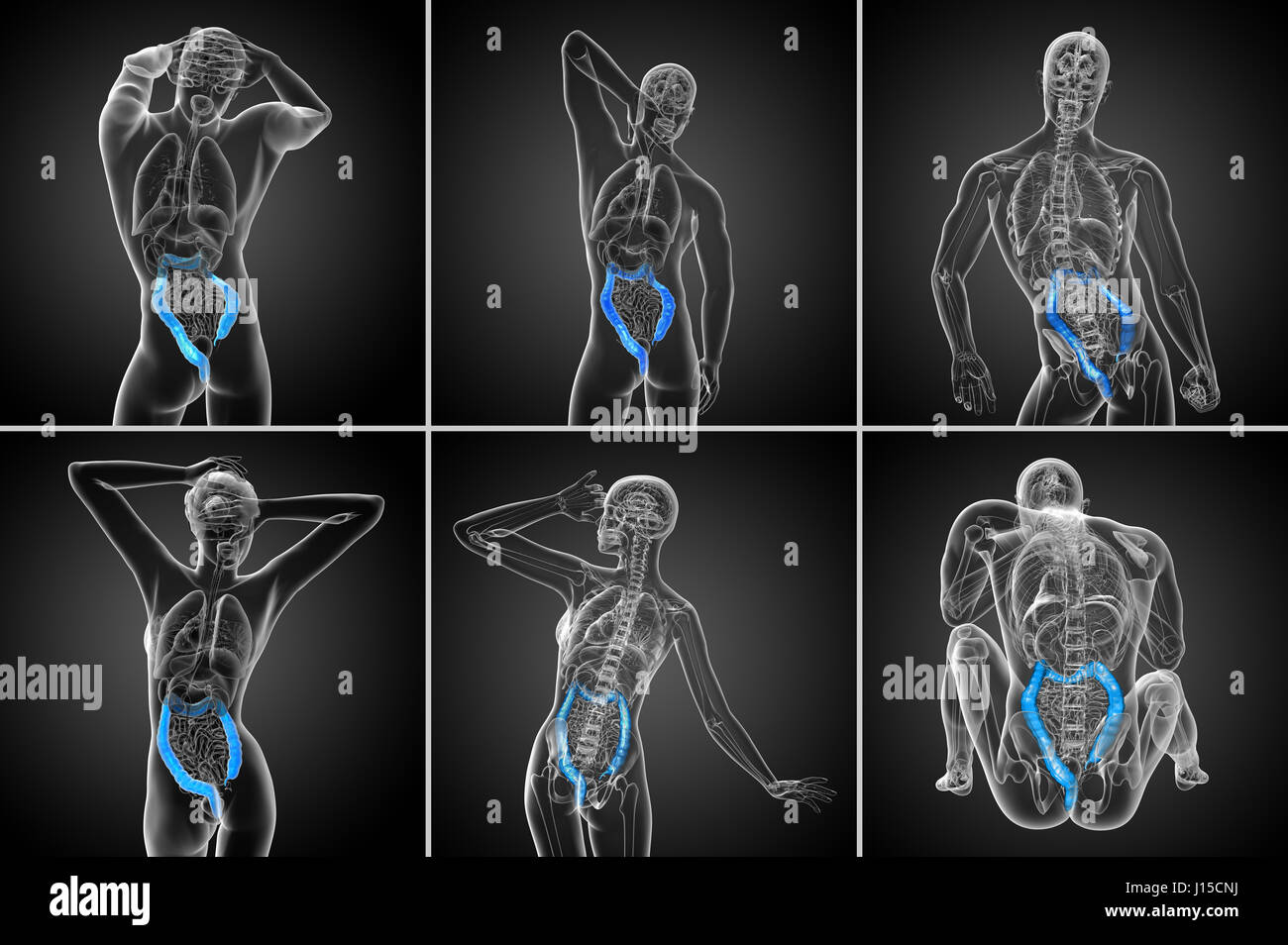 3D rendering apparato digestivo umano intestino crasso Foto Stock