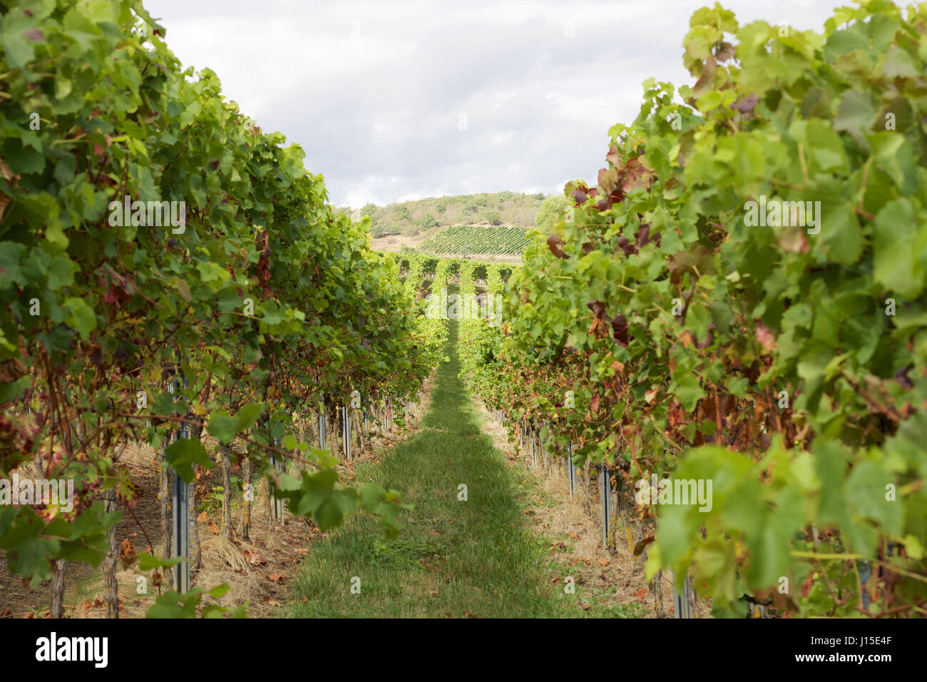 Un vigneto lungo 'Hiwweltour Heideblick' nel Rheinhessen, Germania Foto Stock