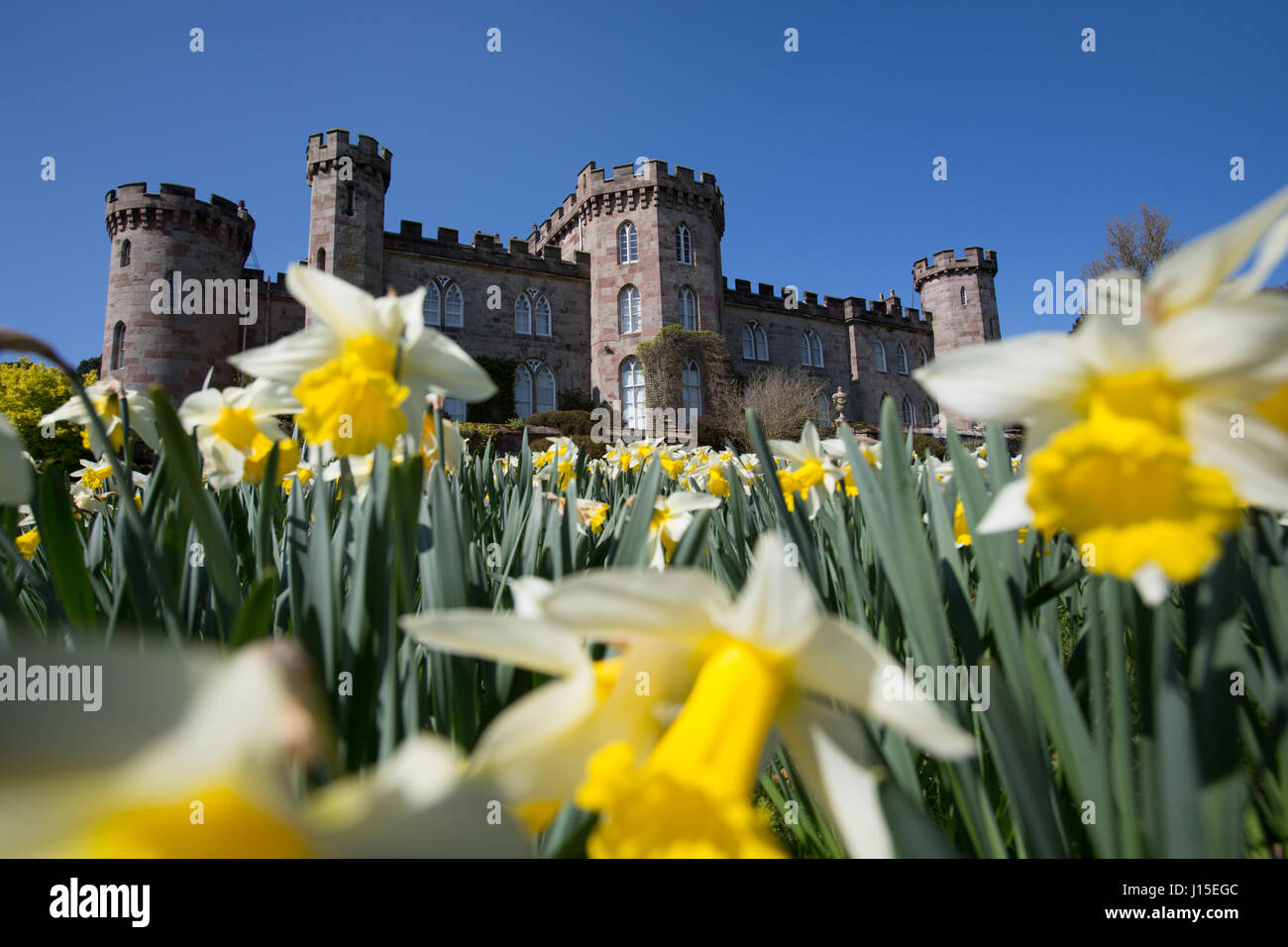 Cholmondeley Castle Gardens. Vista la molla di narcisi in piena fioritura a Cholmondeley Castle Gardens. Foto Stock