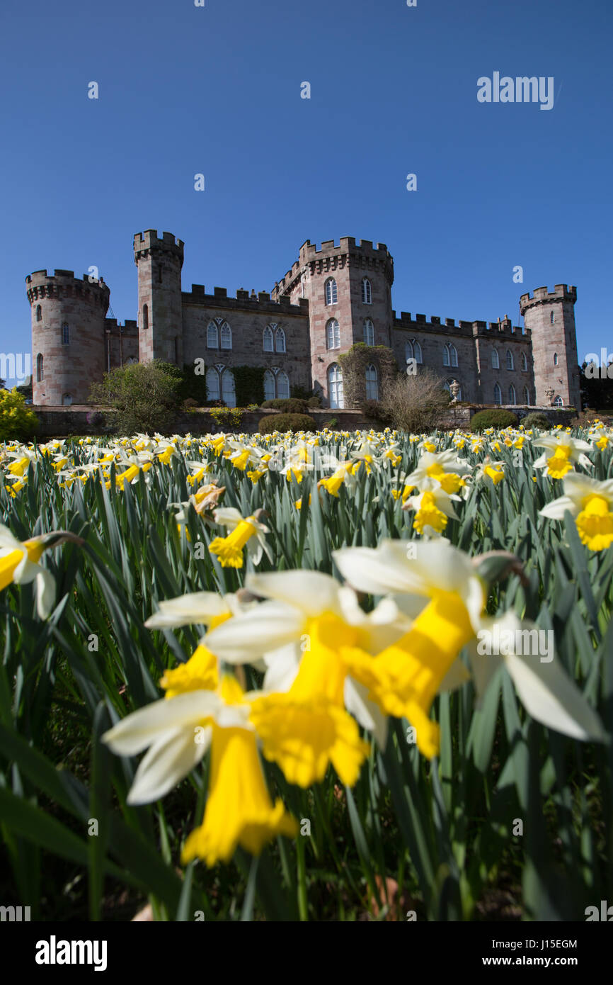 Cholmondeley Castle Gardens. Vista la molla di narcisi in piena fioritura a Cholmondeley Castle Gardens. Foto Stock