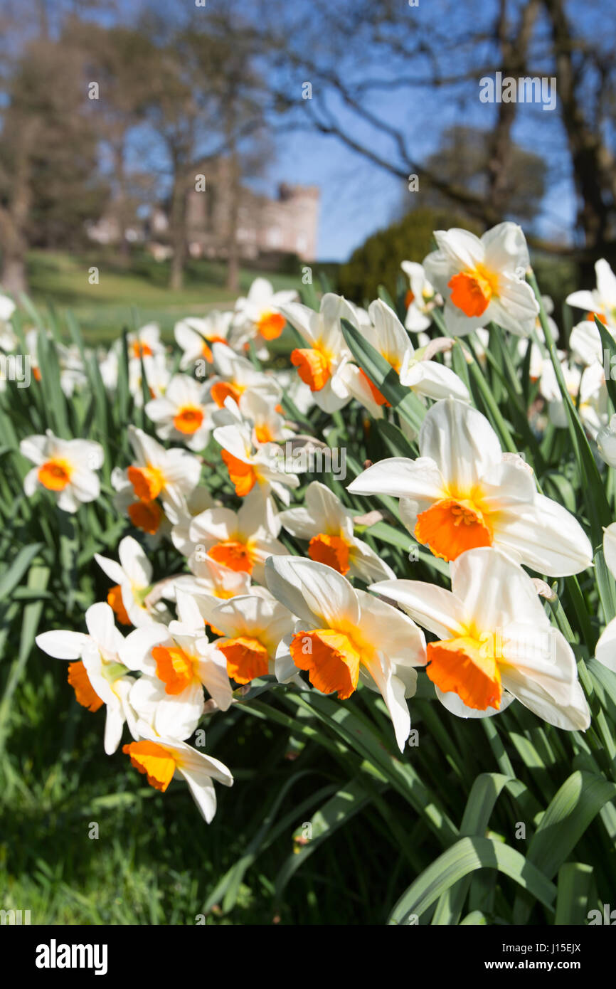 Cholmondeley Castle Gardens. Vista la molla di narcisi in piena fioritura a Cholmondeley Castle Gardens. Foto Stock
