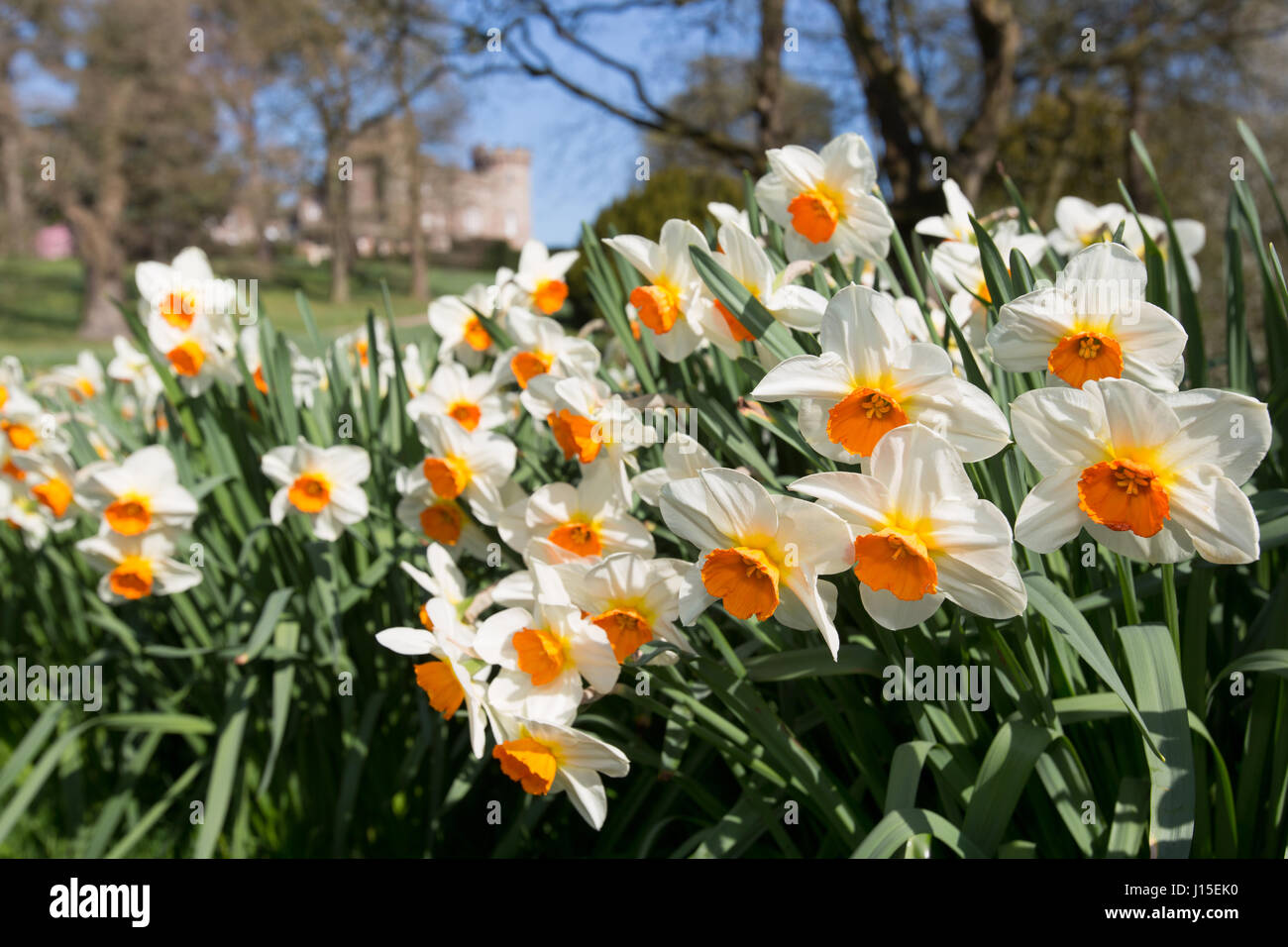 Cholmondeley Castle Gardens. Vista la molla di narcisi in piena fioritura a Cholmondeley Castle Gardens. Foto Stock