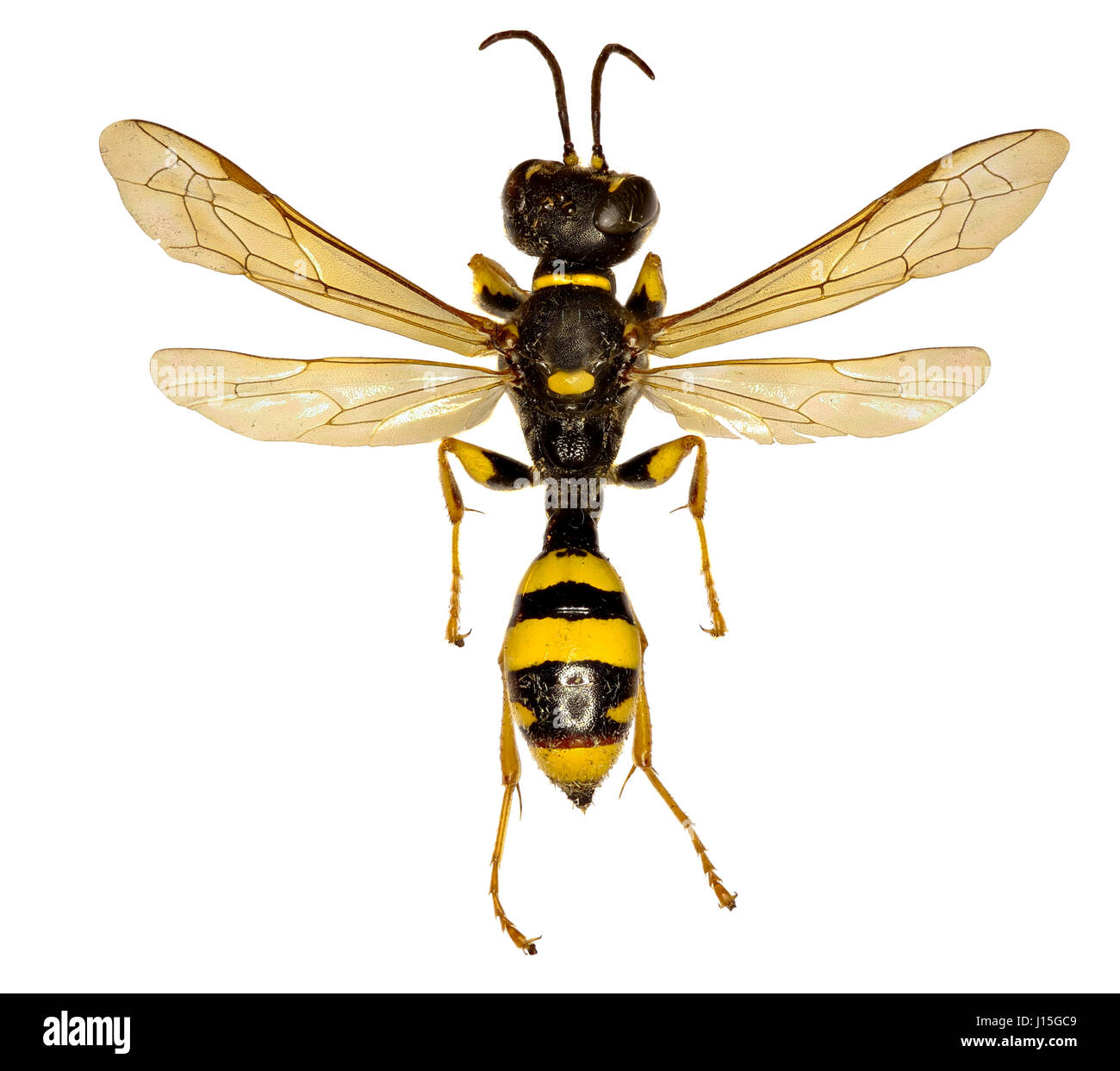 Campo Digger Wasp su sfondo bianco - Mellinus arvense (Linnaeus, 1758) Foto Stock