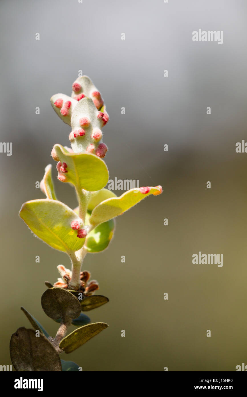 In prossimità di uno stabilimento nel Parco Nazionale dei Vulcani delle Hawaii sulla Big Island, Hawaii, Stati Uniti d'America. Foto Stock