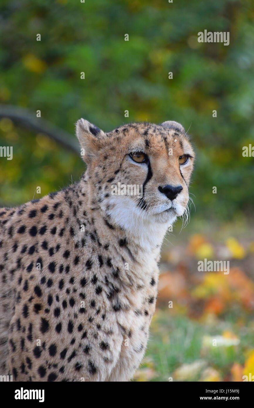 Close up ritratto di ghepardo (Acinonyx jubatus) guardando la fotocamera a basso angolo di visione Foto Stock