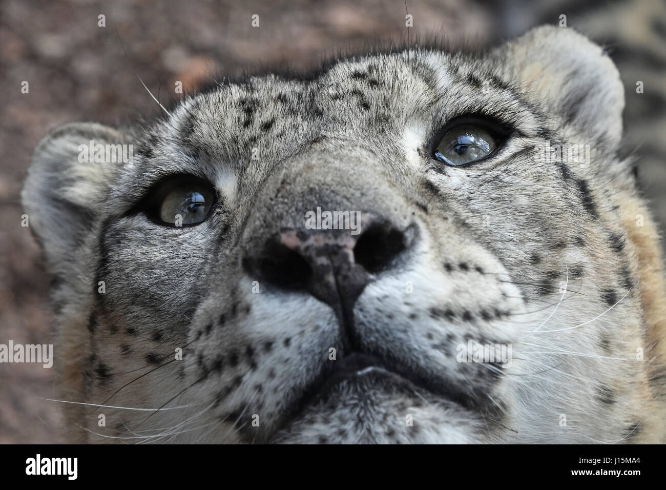 Extreme close up ritratto maschile di snow leopard (o oncia, Panthera uncia) Guardando sopra la fotocamera a basso angolo di visione Foto Stock