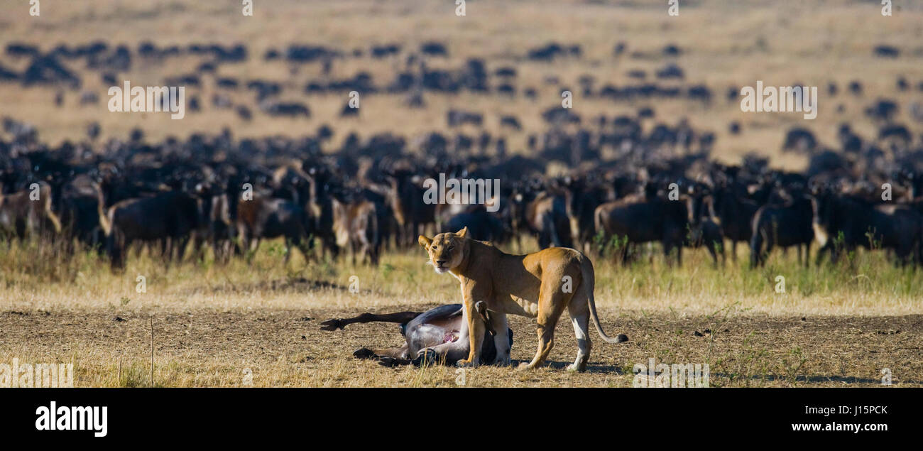 Lioness ha ucciso GNU. Grande migrazione. Kenya. Tanzania. Masai Mara National Park. Foto Stock