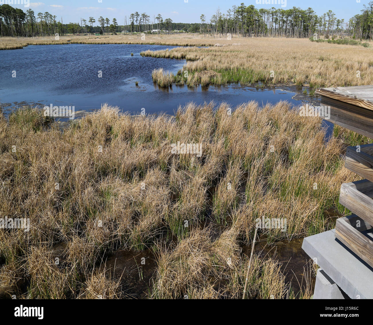 Blackwater Wildlife Refuge in Maryland Foto Stock