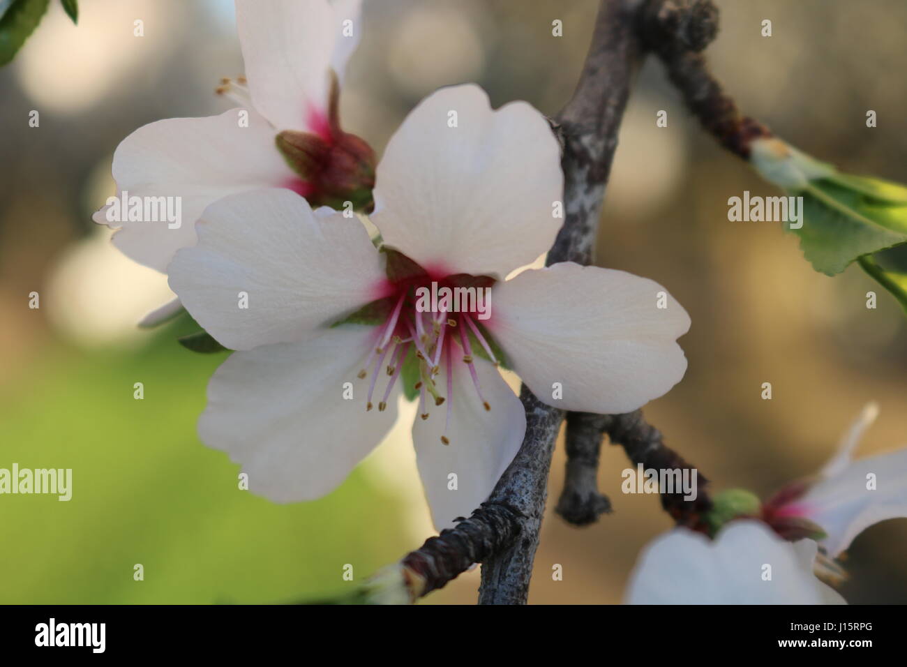 Fiori da un mandorlo durante il loro periodo di fioritura in primavera. Foto Stock