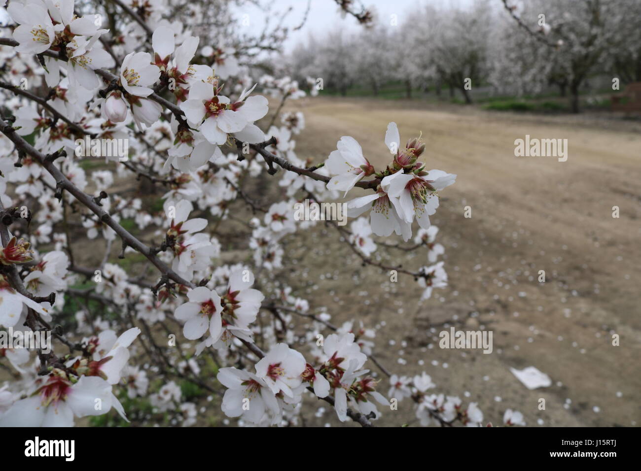 Fiori da un mandorlo durante il loro periodo di fioritura in primavera. Foto Stock