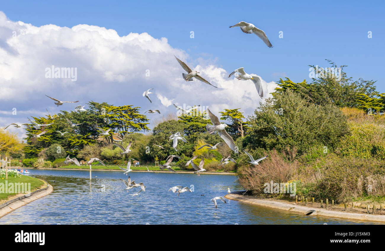 Gabbiani sorvolano un lago in Primavera nel Parco Mewsbrook, Littlehampton, West Sussex, in Inghilterra, Regno Unito. Foto Stock