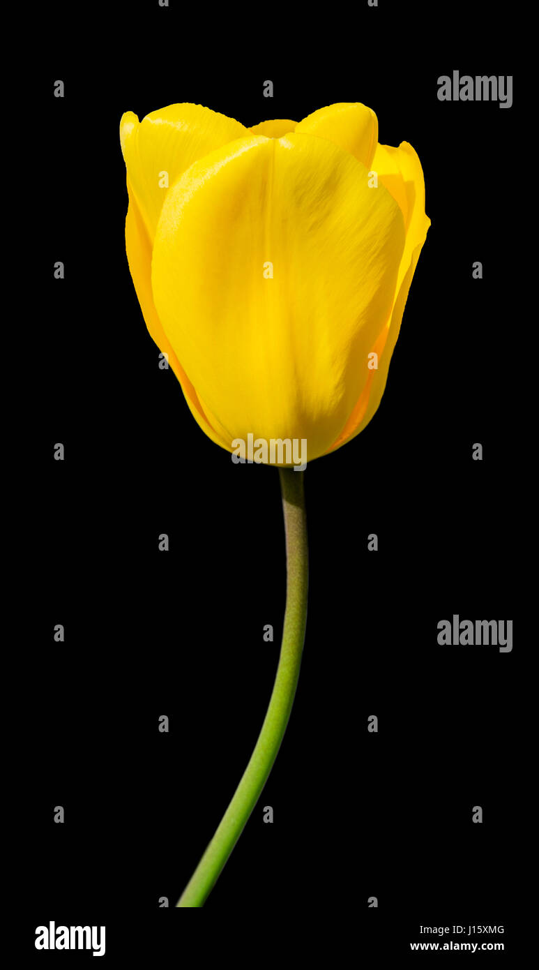 Primo piano su un unico Tulipano giallo (Tulipa) nella molla contro uno sfondo nero. Foto Stock