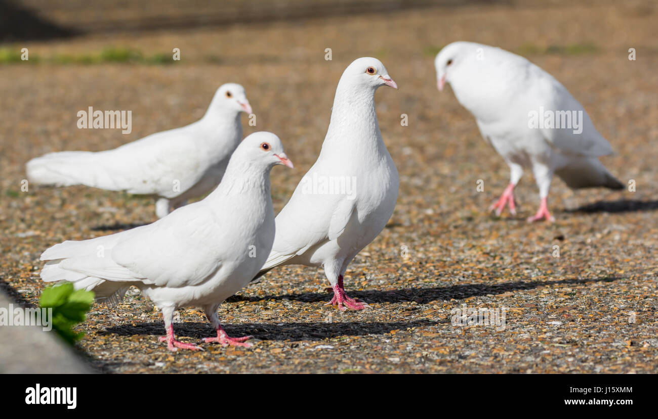 Piccolo gregge di 4 bianco piccioni domestici (Columba livia domestica), cercando simile a colombe bianche e in piedi sul suolo nel West Sussex, in Inghilterra, Regno Unito. Foto Stock