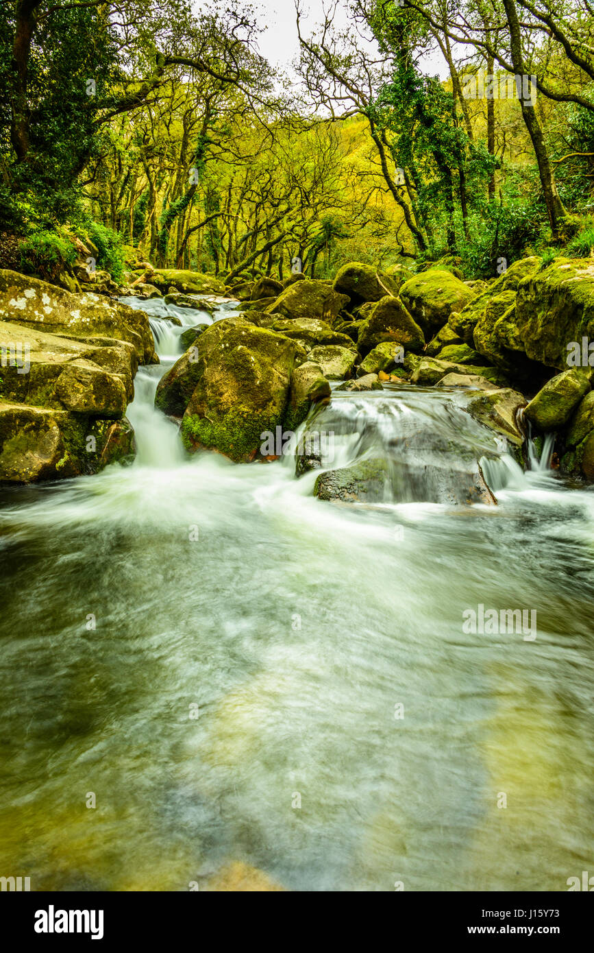 Viste lungo la parte superiore raggiunge il fiume Plym e River Meavy su Dartmoor Foto Stock