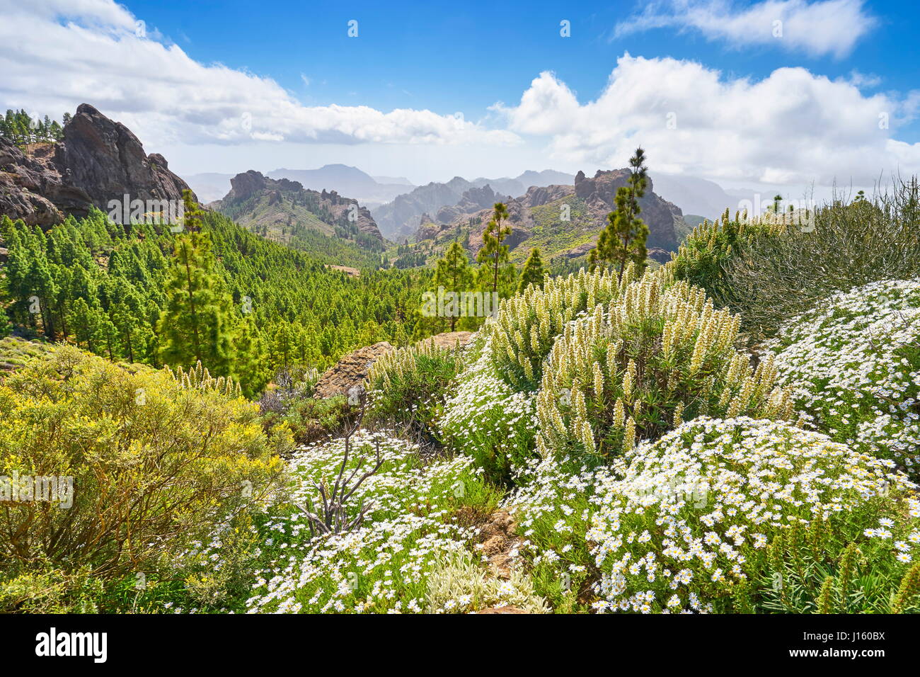Molla del paesaggio di montagna, Gran Canaria, Isole canarie, Spagna Foto Stock