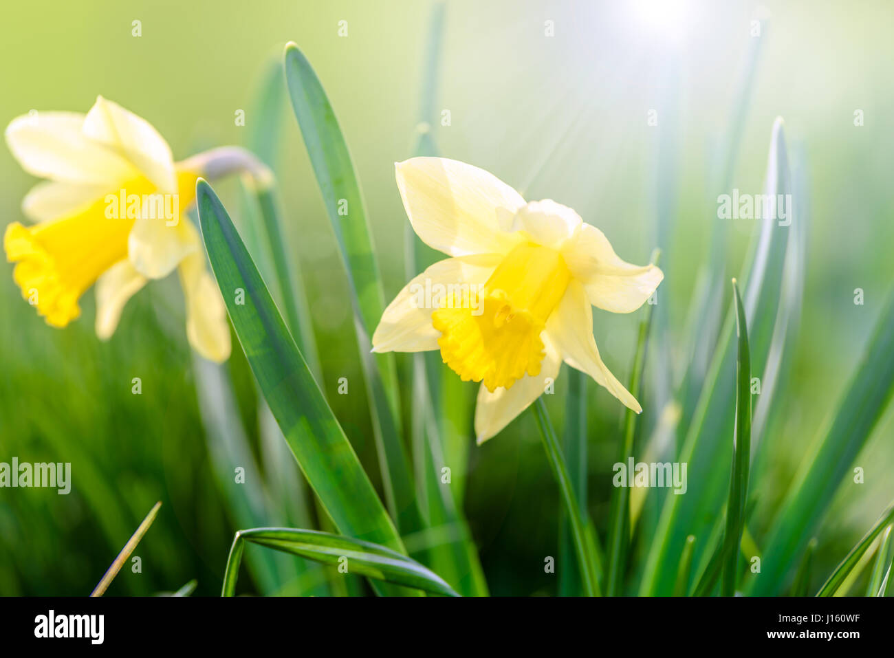 Di colore giallo brillante narcisi in una giornata di sole. Foto Stock