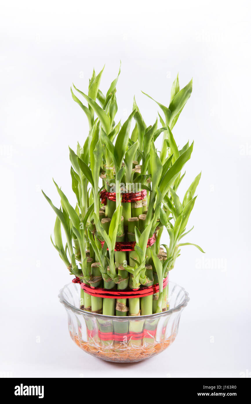 bambù fortunato Foto Stock