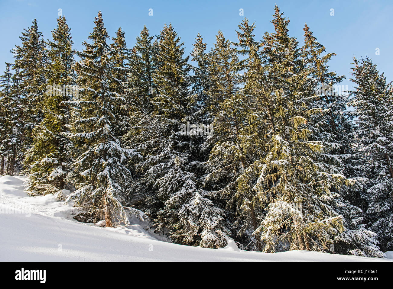 Vista panoramica della neve invernale coperto di conifere alpine pineta sul versante della montagna Foto Stock