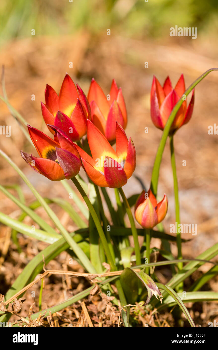 Petali rossi apre per rivelare un nero e giallo occhio nella specie dwarf tulip. Tulipa 'Little Princess' Foto Stock